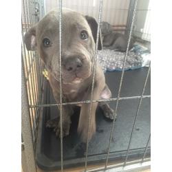 Two gorgeous girl blue staff puppies for sale!