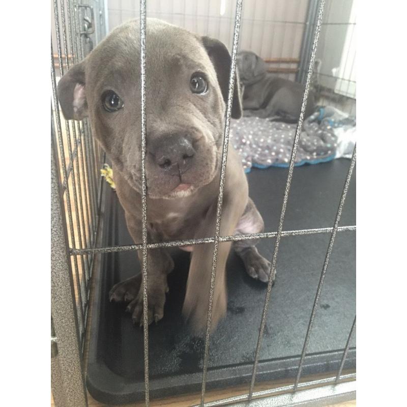 Two gorgeous girl blue staff puppies for sale!