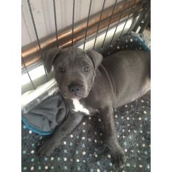Two gorgeous girl blue staff puppies for sale!