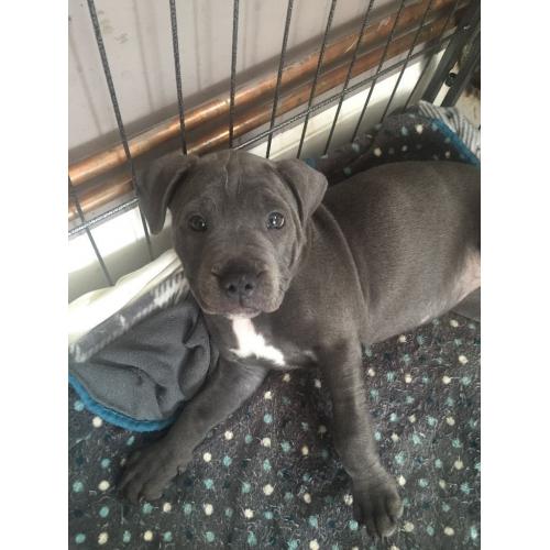Two gorgeous girl blue staff puppies for sale!