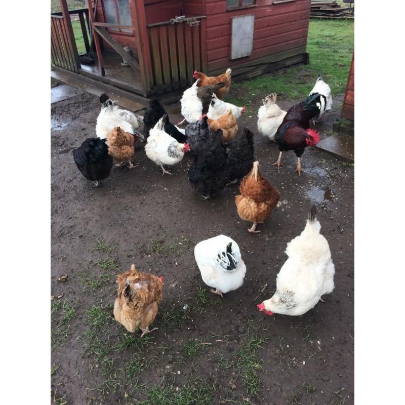 chickens / hens