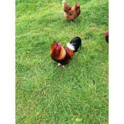 free rooster