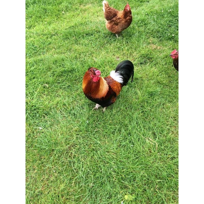 free rooster