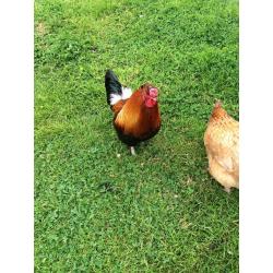 free rooster