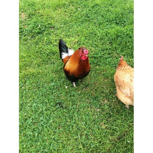 free rooster