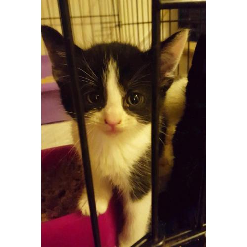 Male kitten