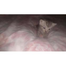 Kittens