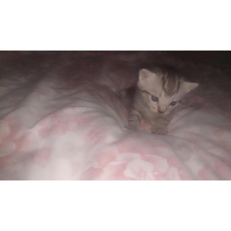 Kittens