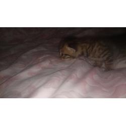 Kittens