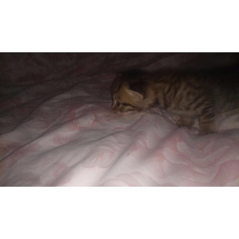 Kittens