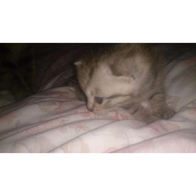 Kittens