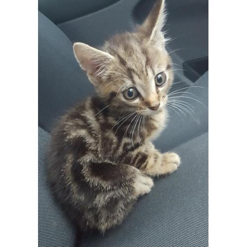 Kitten