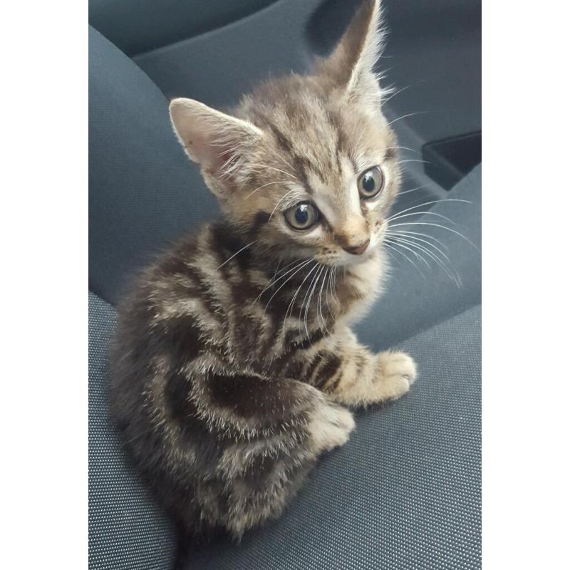 Kitten