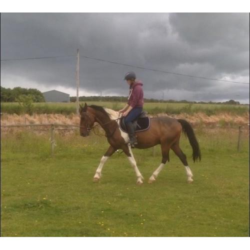 Gorgeous gelding