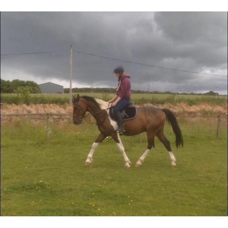 Gorgeous gelding