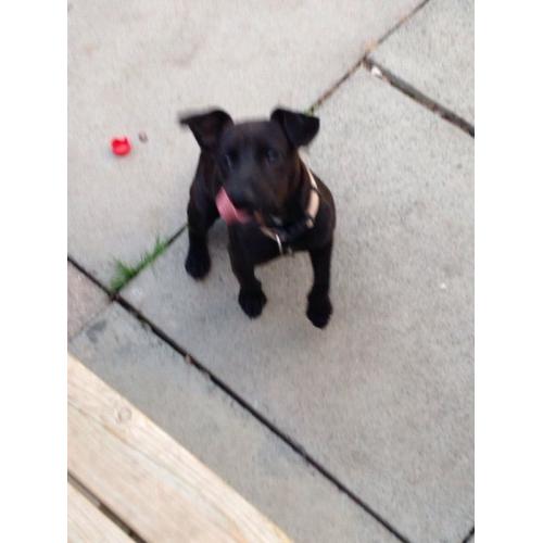 Female patterdale x Lakeland terrier for sale