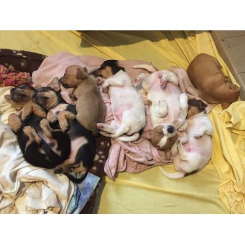 Jack Russell x Chihuahua Puppies