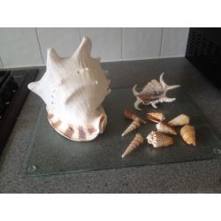 Shells