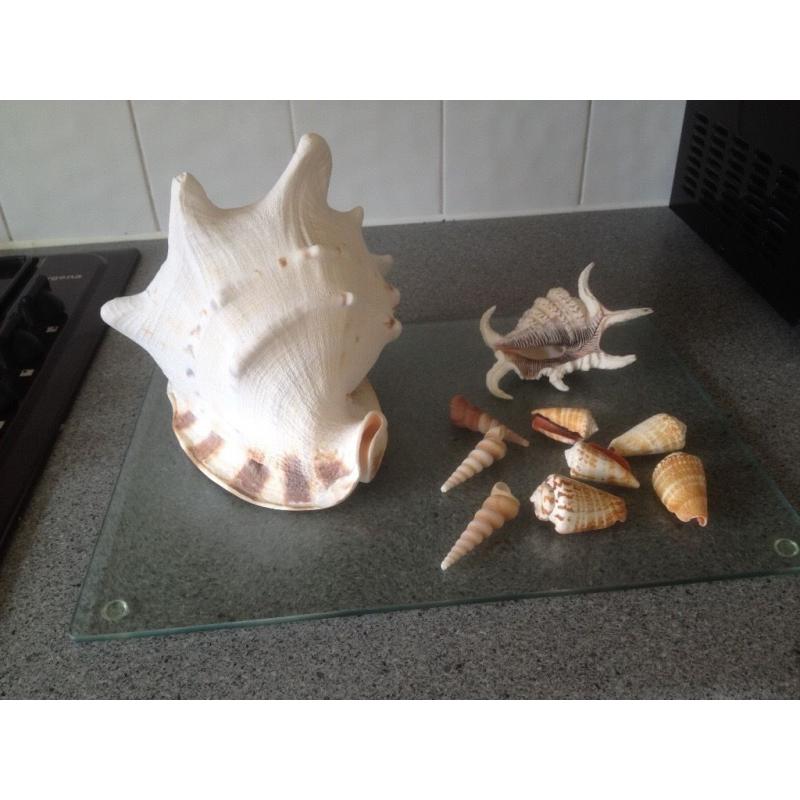 Shells
