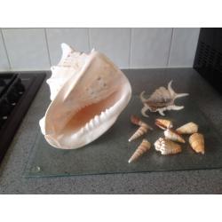 Shells