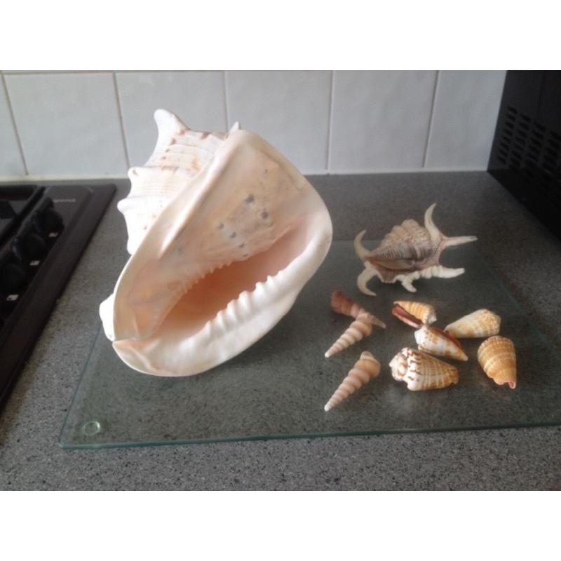 Shells