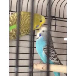 2 Beautiful, young Budgies with Cage and Accessories (Elsa and Anna)