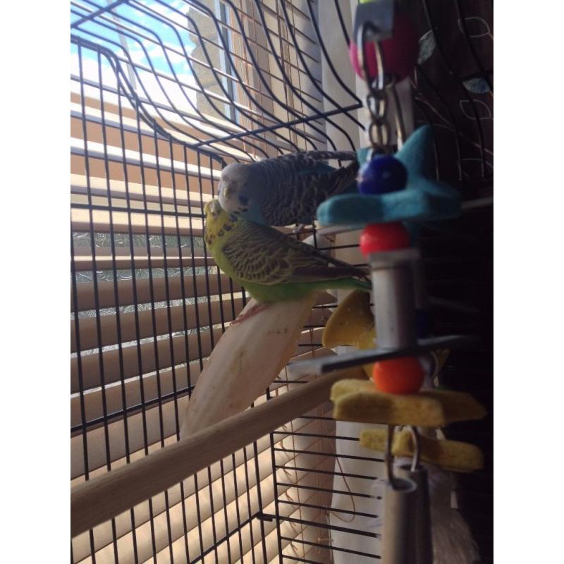 2 Beautiful, young Budgies with Cage and Accessories (Elsa and Anna)