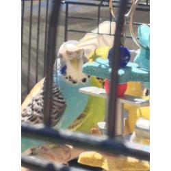 2 Beautiful, young Budgies with Cage and Accessories (Elsa and Anna)
