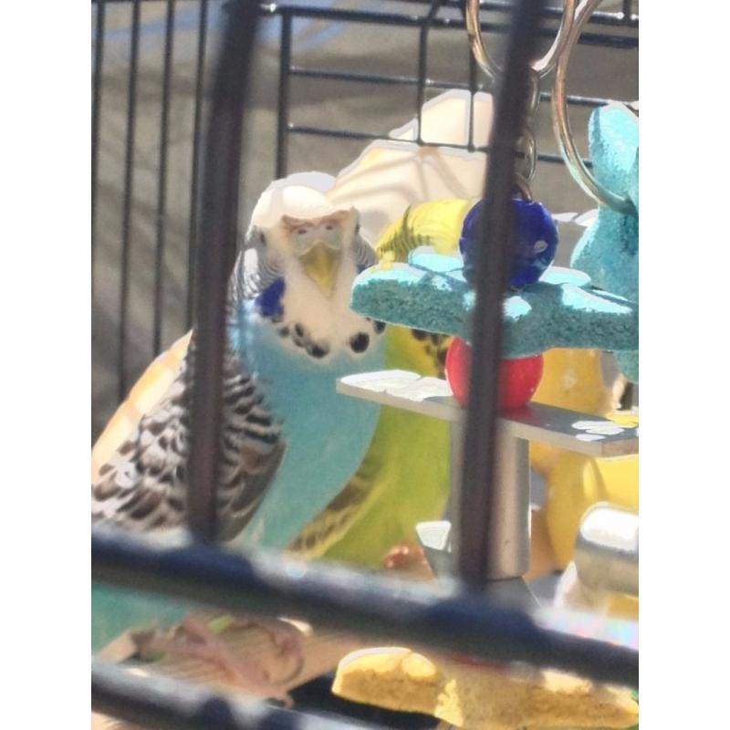 2 Beautiful, young Budgies with Cage and Accessories (Elsa and Anna)