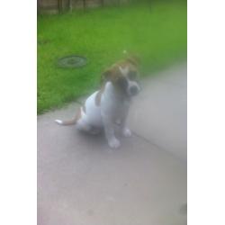 Full American Bulldog