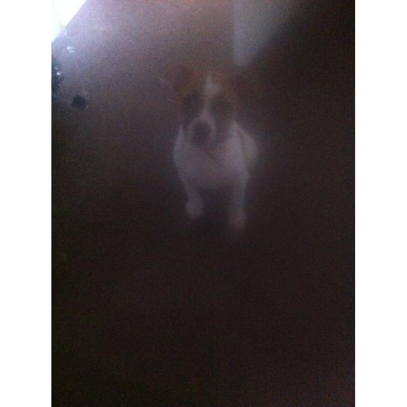 Full American Bulldog