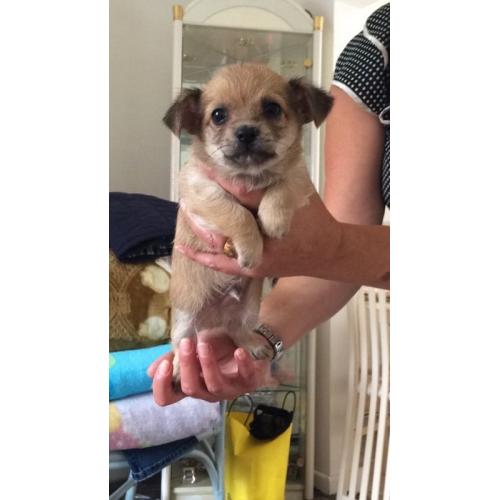 3/4 chihuahua