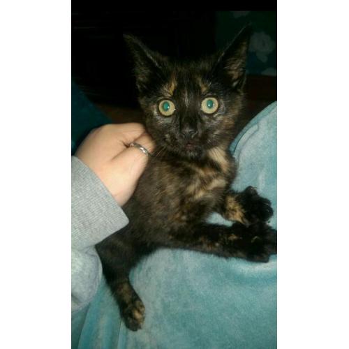 11 week old kitten