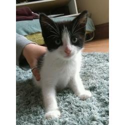 9 week old kitten