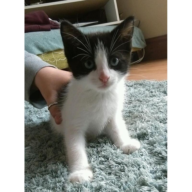9 week old kitten