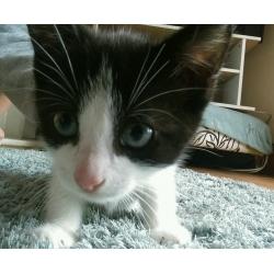 9 week old kitten