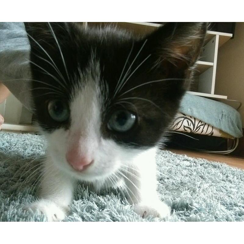 9 week old kitten