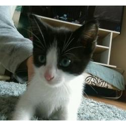 9 week old kitten