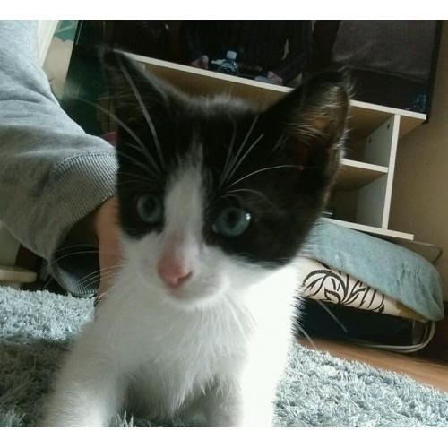 9 week old kitten