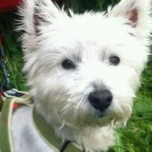 Lost dog