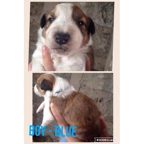 **FOR SALE** Red Welsh Collie Puppies
