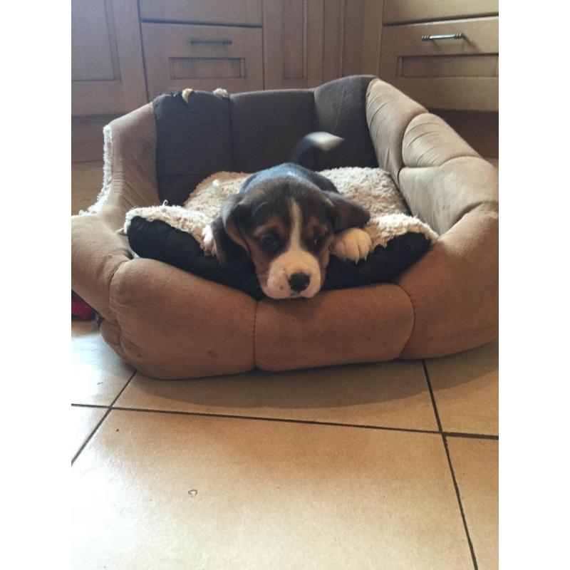 Beagle Puppies For Sale