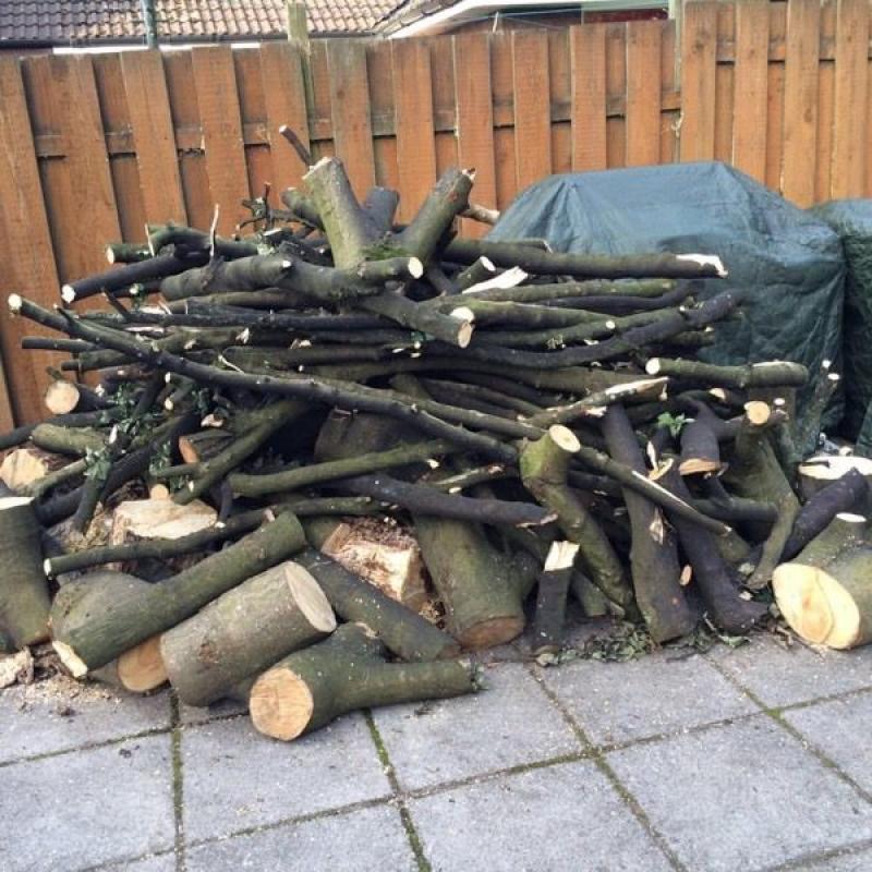 Free wood from silver birch tree