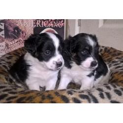Jack Russell pups