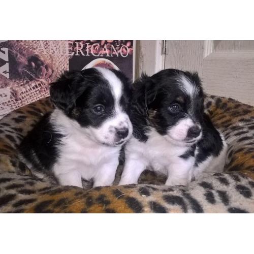 Jack Russell pups