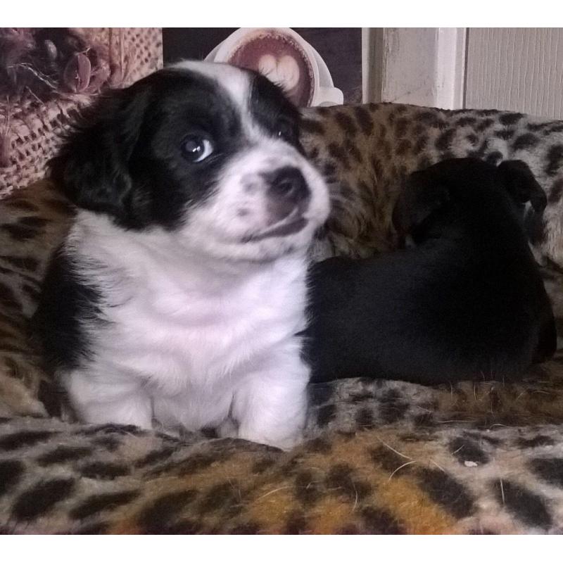 Jack Russell pups