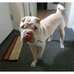 Sharpei dog