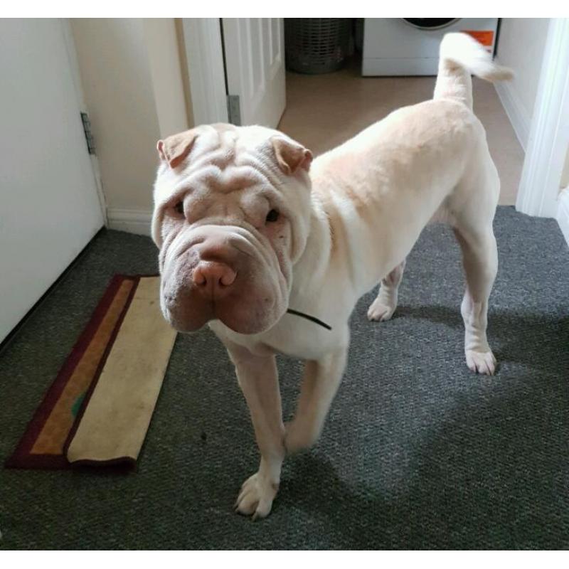 Sharpei dog