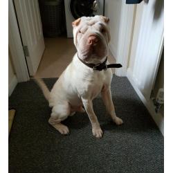 Sharpei dog