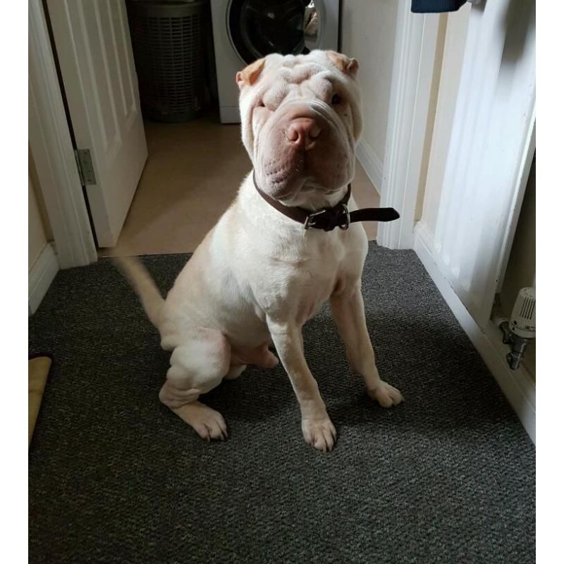 Sharpei dog